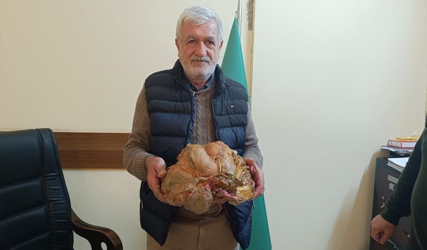 Hatay'da bir üreticinin bahçesinden 7 kilo 225 gramlık tatlı patates çıktı