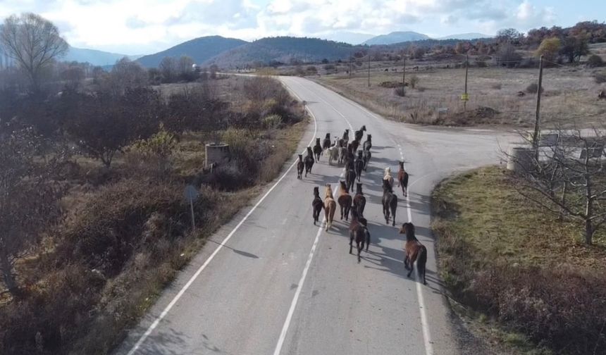 Isparta'da gül bahçeleri sonbaharda görüntülendi