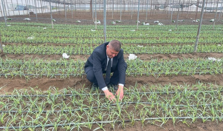 Isparta'da karanfil üretimi yaygınlaşıyor