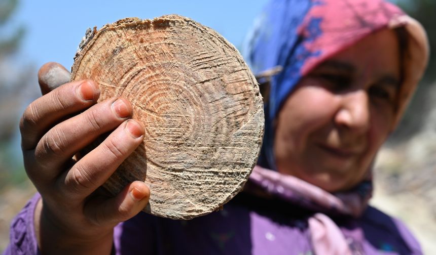 Osmaniye'de orman işçisi çift geçimlerini çam ağaçlarından sağlıyor