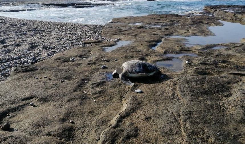 Gazipaşa’da caretta başı kesilmiş halde bulundu
