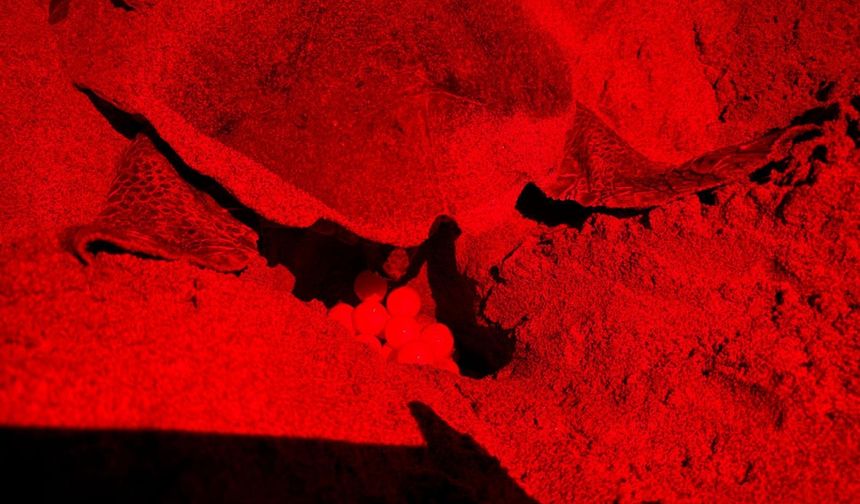 Akdeniz'in incisi Patara eylem planı ile korunacak
