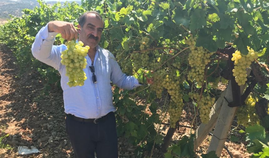 Sultani Çekirdeksiz Taze Üzümün İhracat Yolculuğu 4 Ağustos’ta Başlıyor