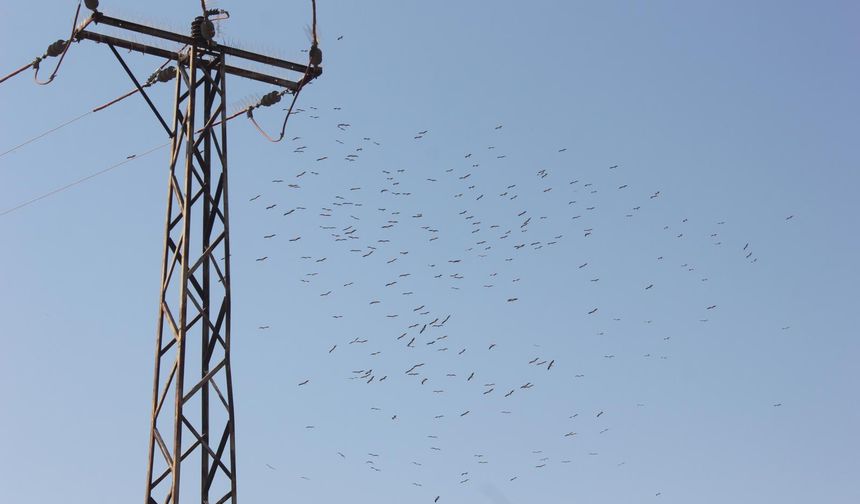 Toroslar EDAŞ'tan Osmaniye'de göçmen kuşları ve enerji hattını koruyan tedbirler