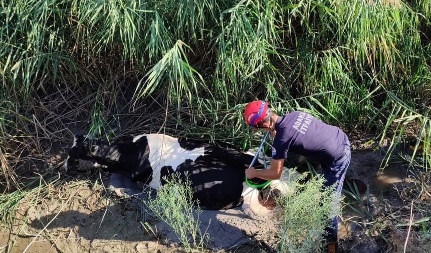 Adana'da drenaj kanalına düşen inek kurtarıldı