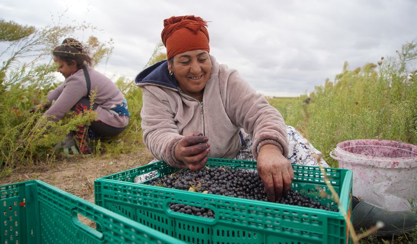 Edirne'de aronya hasadına başlandı