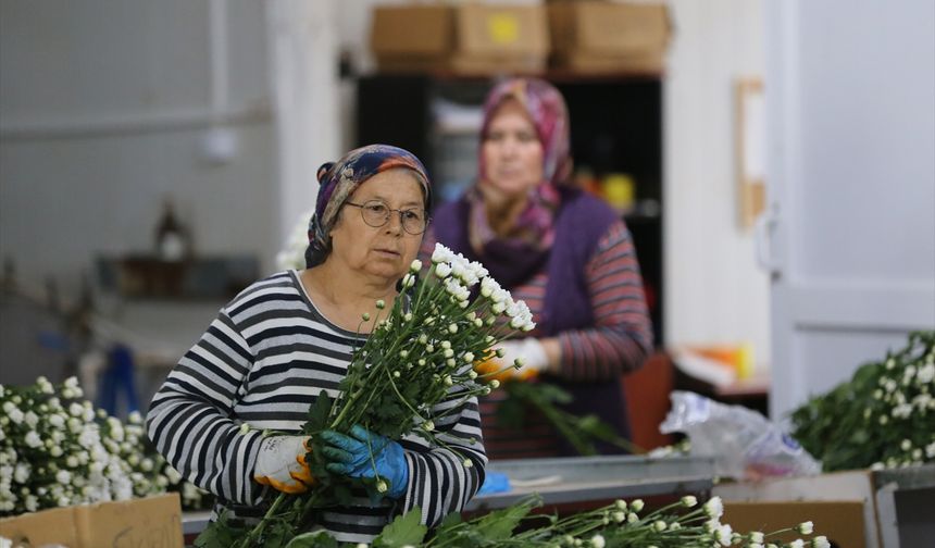 Çiçek sektörü ihracatta rekora koşuyor
