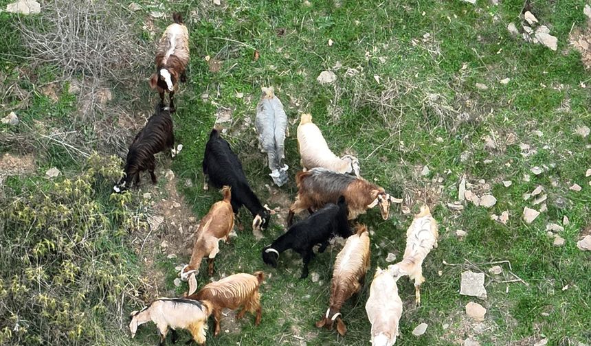 Osmaniye'de çobanın kaybolan 15 keçisi dron yardımıyla bulundu