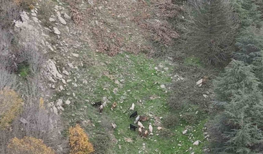 Osmaniye’de kaybolan 15 koyun dron ile bulundu
