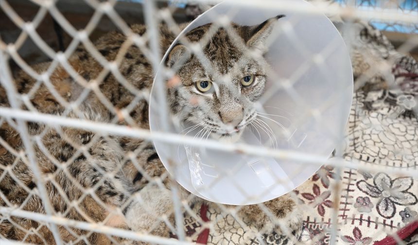 Burdur'da yaralı halde bulunan vaşak, tedavi altına alındı
