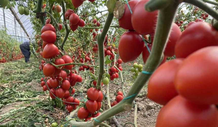 Kasım ayında domates ve sebze fiyat endeksinde büyük düşüş