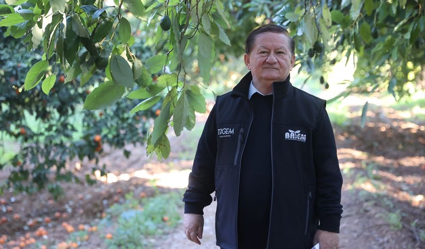 Türkiye'de ilk fidanı 55 yıl önce dikilen avokadonun üretimi katlanarak artıyor