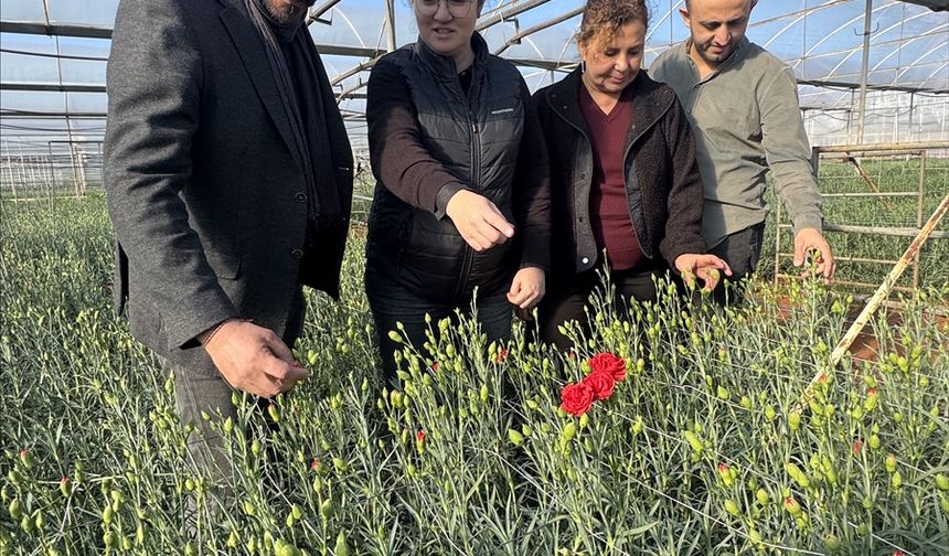 Türkiye'nin 4 yerli karanfil çeşidi 37 ülkeye ihraç ediliyor