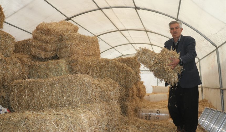 Adana'da depremde ağılları zarar gören besiciler verilen çadırlarda yetiştiriciliğe