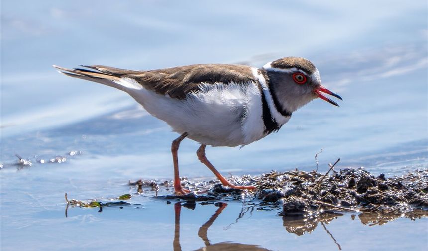 Türkiye'de ilk kez 'takkeli cılıbıt' kuşu, Gaziantep'te görüldü