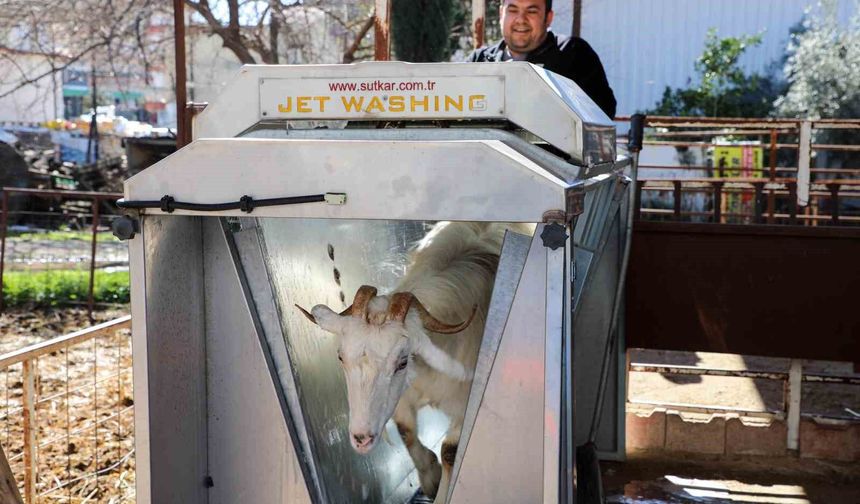 Döşemealtı'nda küçükbaş hayvanlara ücretsiz parazit uygulaması