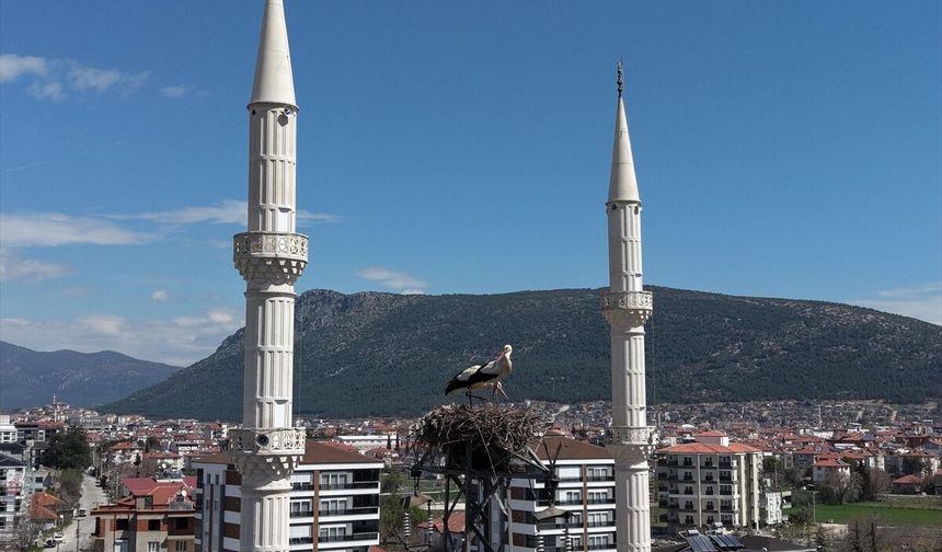 Burdur'da leylekler 30 yıldır aynı elektrik direğine yuva yapıyor