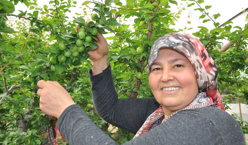 Mersin'de açık alanda yetiştirilen erikte hasat mesaisi başladı