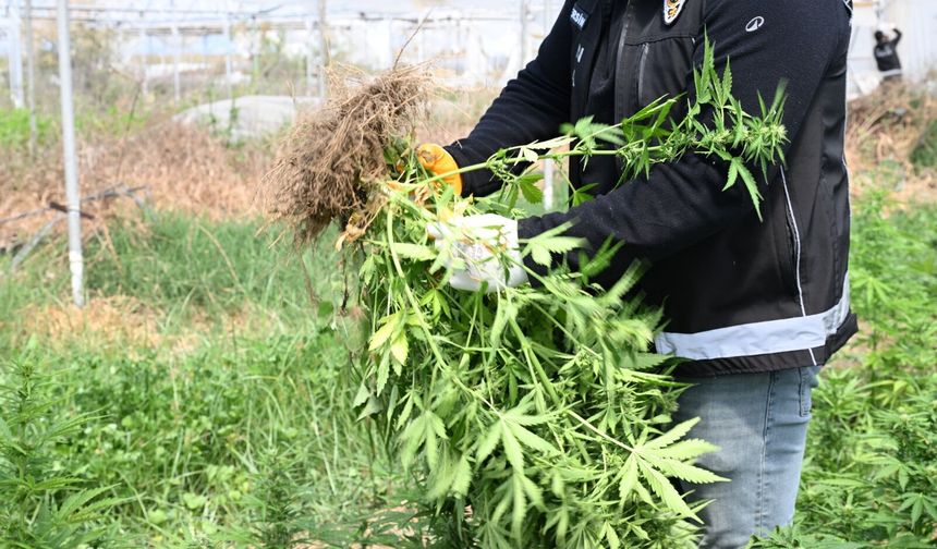 Mersin'de serada uyuşturucu üretimi için kenevir yetiştiren 3 zanlı tutuklandı