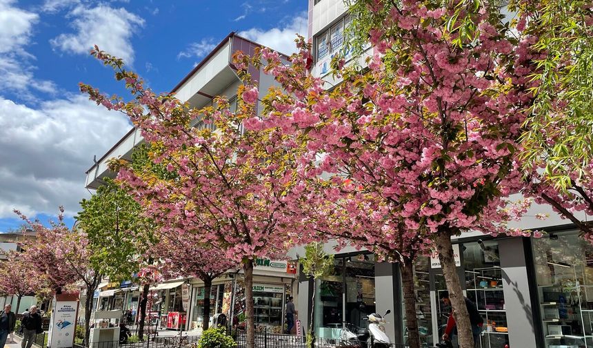 Afşin’de Japon Süs Kirazları Çiçek Açtı