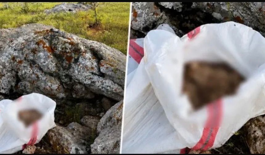 Araziye Çuval İçinde Atılan Ölü Eşek Görüntüleri Tepki Çekti