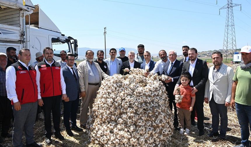 Sarımsak Üretiminde Kahramanmaraş Türkiye’de İlk Üçte