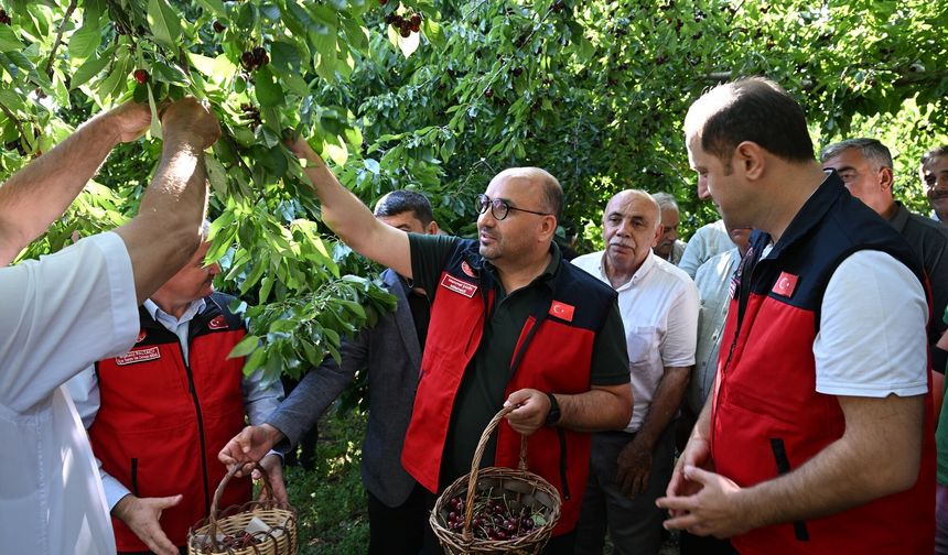 1600 Rakımda Yetişiyor, Avrupa'ya İhraç Ediliyor: Çığşar Kirazı Göz Dolduruyor