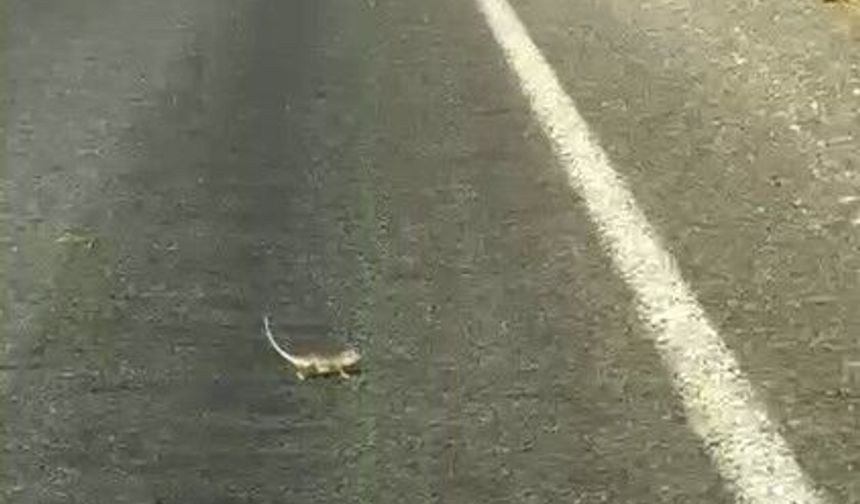 Bukalemuna Yol Veren Sürücü Güldürdü