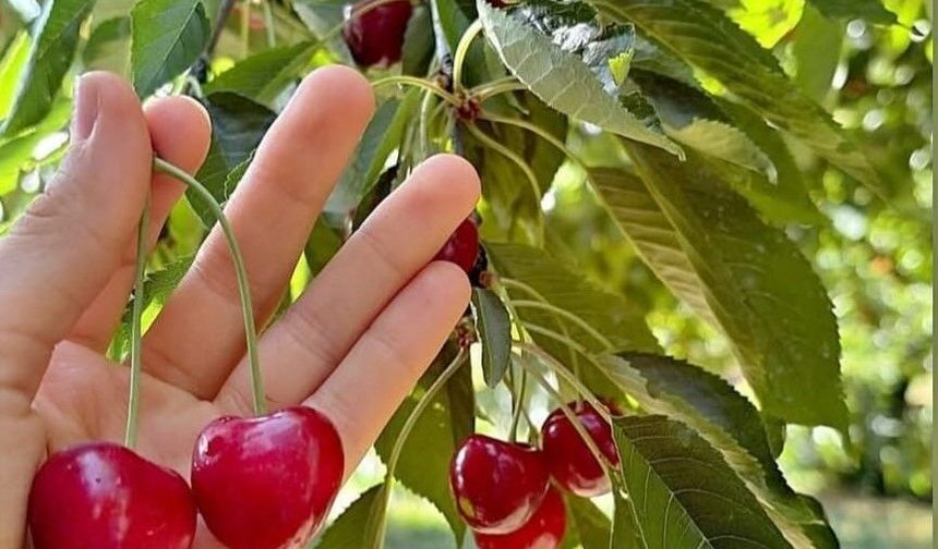 Andırın'da Çığşar Kirazında Hasat Başladı