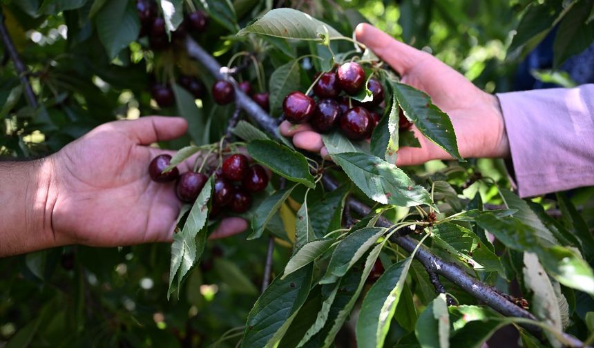 Andırın’dan Avrupa’ya Uzanan Lezzet: Çığşar Kirazı