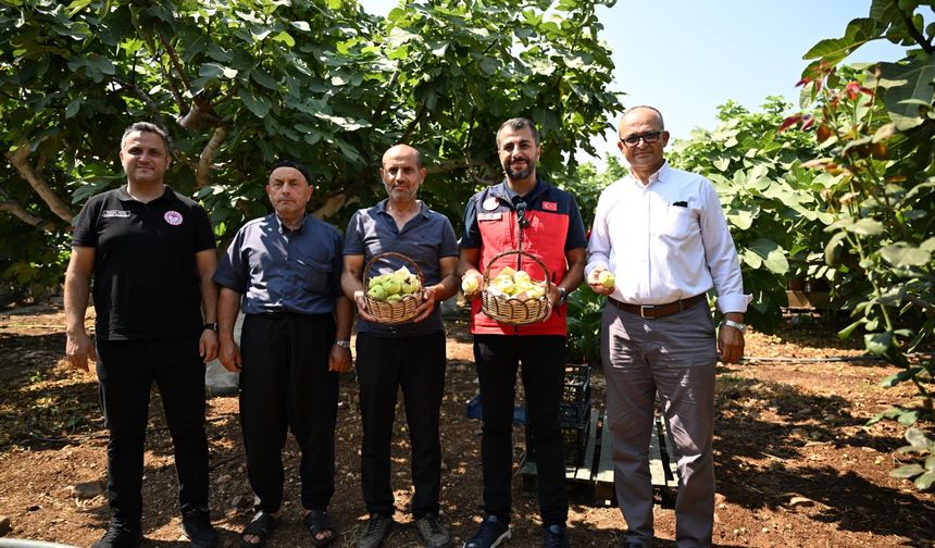 Abbas İncirinde Hasat Başladı: İlk Ürünler Toplandı