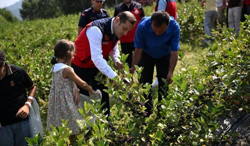 Andırın’da Mor Bereket! Aronya Hasadı Üreticinin Yüzünü Güldürdü