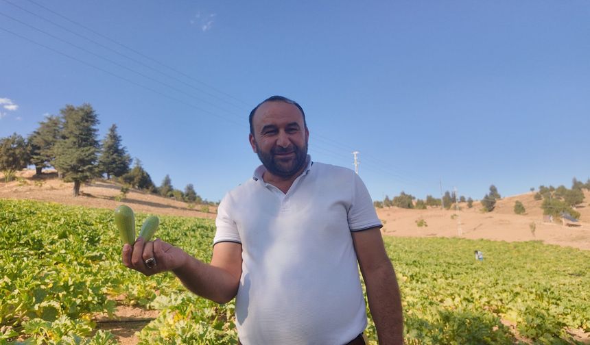 Fabrikası Yıkıldı, Tarlaya Sarıldı! Günde 600 Kilo Kabak Üretiyor