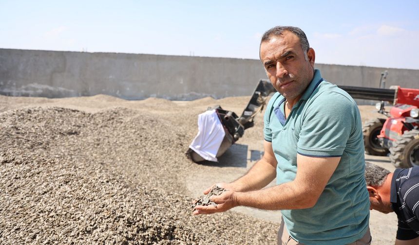 Yağışlar Bereket Getirdi! Ay Çekirdeğinde Rekolte Rekoru