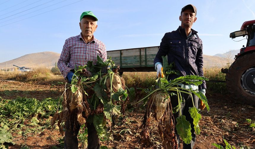 Şeker Pancarı Hasadı Başladı