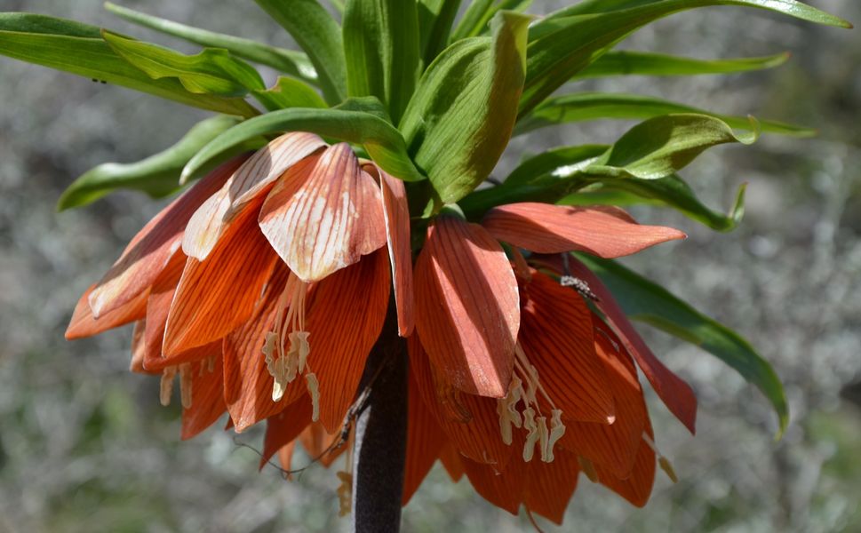 Afşin’e Cemre Ne Zaman Düşecek?