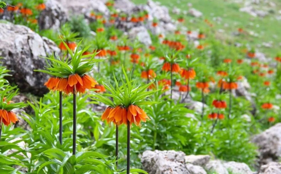 Ters Laleye Zarar Verenlere 700 Bin TL’ye Kadar Ceza!