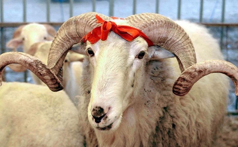 Vekaletle Kurban Kesim Bedeli Belli Oldu