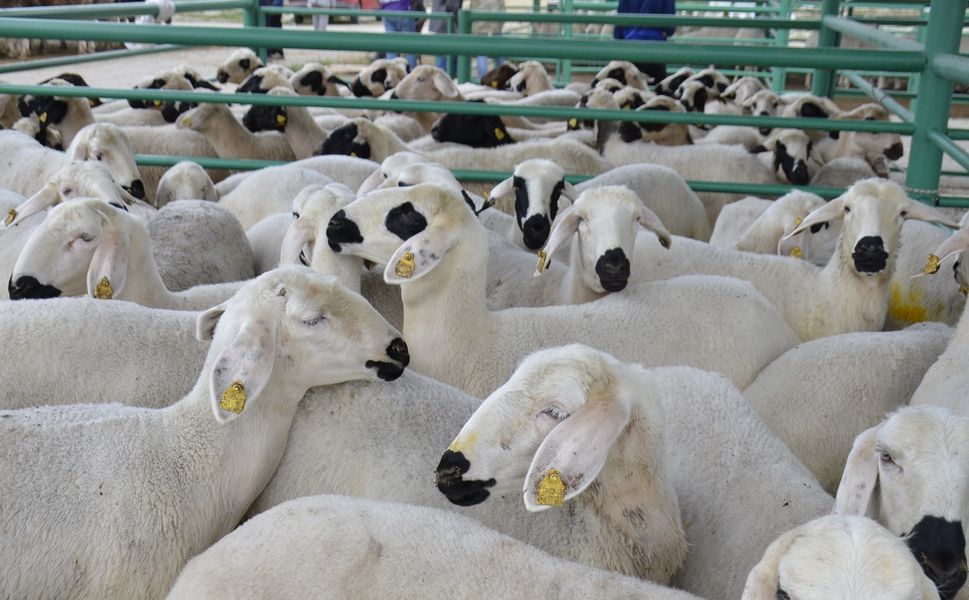 Küçükbaş Üreticisine Dev Destek: 150 Bin Hayvan ve Faizsiz Kredi