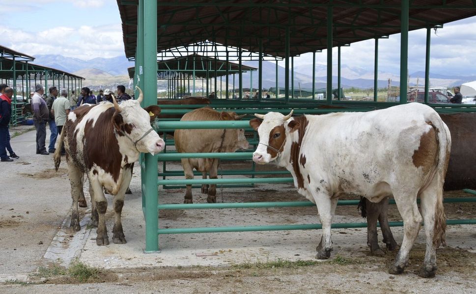 Afşin’de 2.Dönem Hayvancılık Destekleme Başvuruları Başlıyor