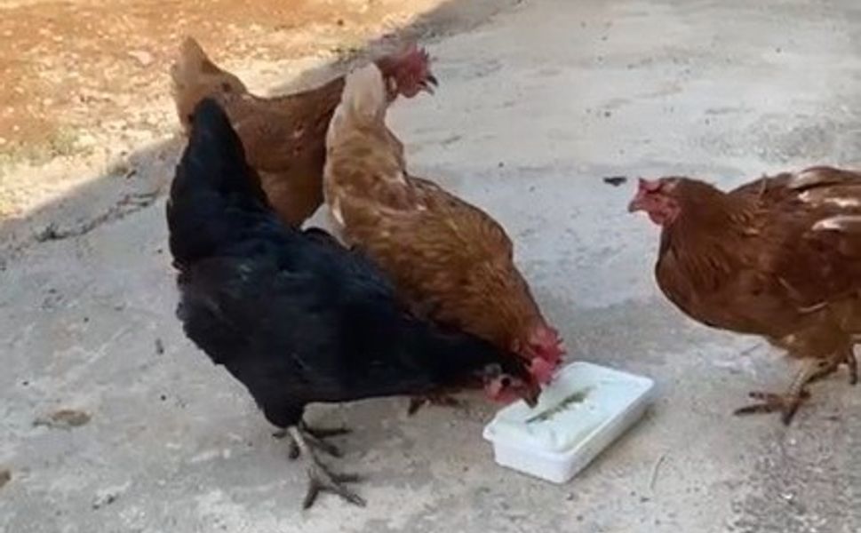 Sıcaktan Bunalan Tavuklarını Maraş Dondurmasıyla Serinletti