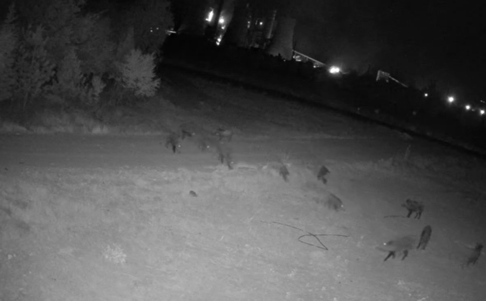 Afşin’de Domuz Sürüsü Mısır ve Şeker Pancarı Tarlalarına Dadandı