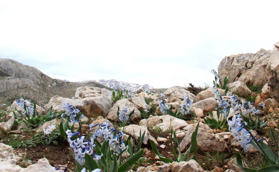 Afşin’de Baharın Habercisi: Kaya Sümbülleri Gün Yüzüne Çıktı