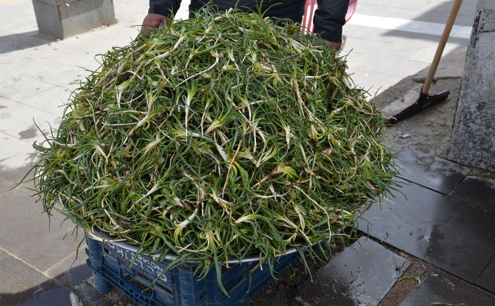 Afşin’de Yemlik Sezonu Açıldı: Fiyatlar Cep Yakıyor