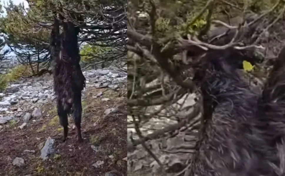 Ağaca Takılan Keçi Telef Oldu