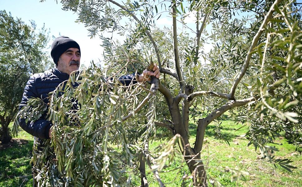 Kahramanmaraş'ta Zeytin Üreticilerine Uyarı