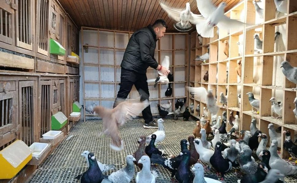 Memurluğu Bıraktı, Güvercinleri Otomobil Fiyatına Satıyor!