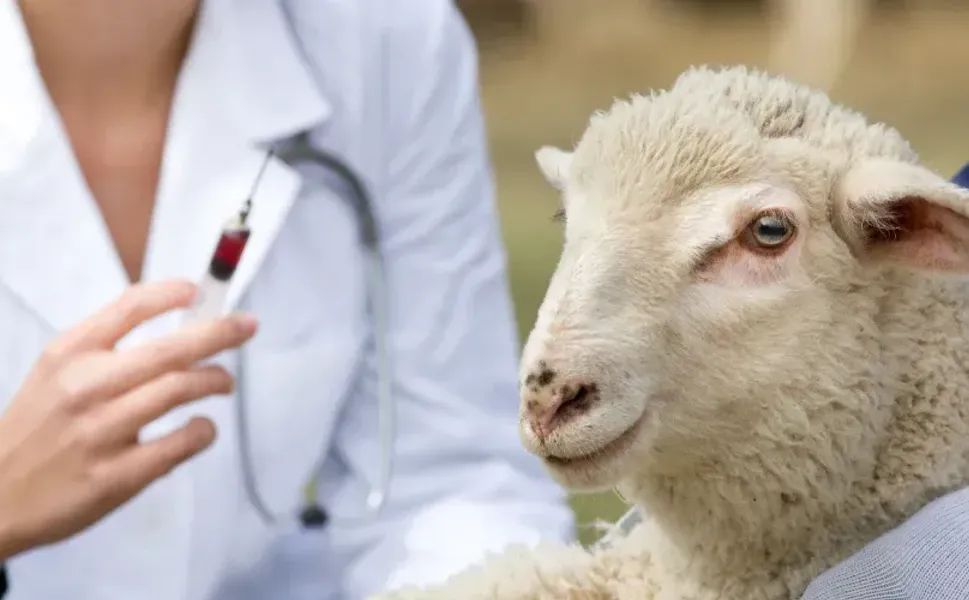 Afşin’de Kuzu ve Oğlak Desteklemesi İçin Aşı Şartları Açıklandı