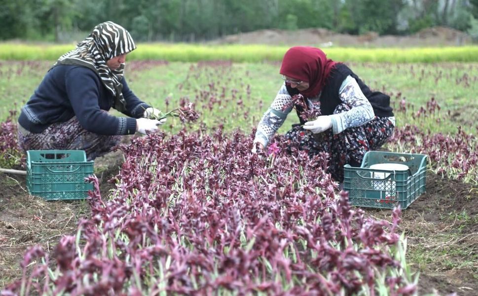 Afşin'de Salep Yetiştiriciliği Başvuruları Başladı