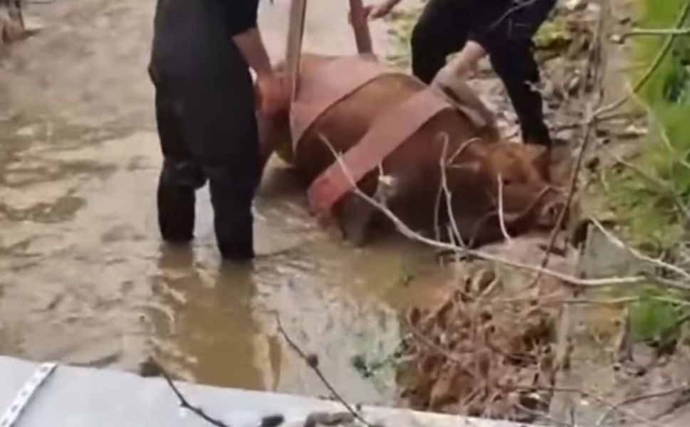 Su Kanalına Düşen Büyükbaş İtfaiye Ekiplerince Kurtarıldı